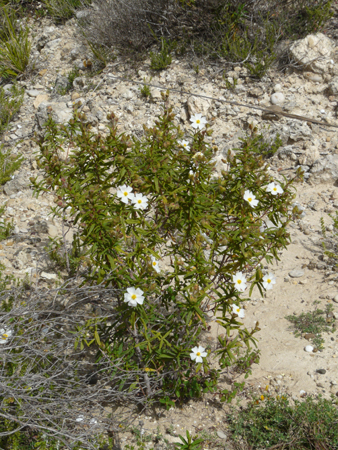 Cistaceae della Riserva Naturale Orientata Torre Salsa